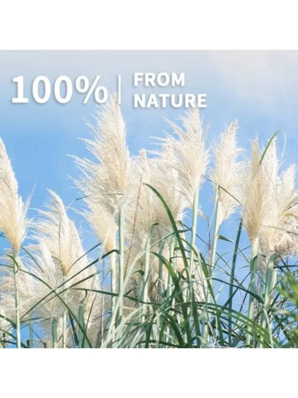 200 Pcs Dried Pampas Grass & Bunny Tails - Boho Home Decor, Rustic Wedding